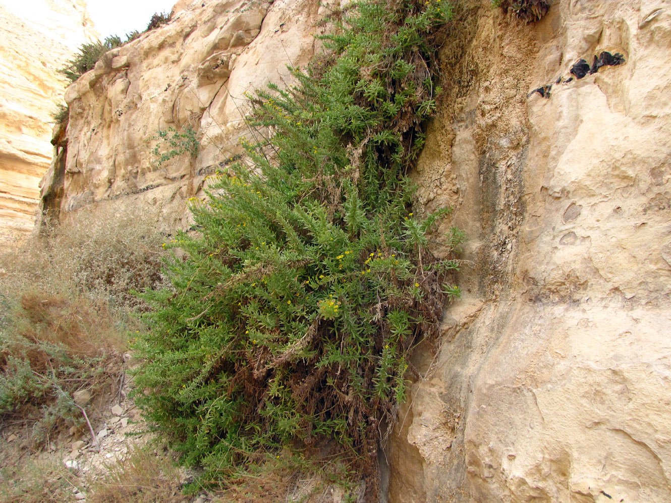 Image of Limbarda crithmoides specimen.