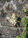 Fumaria capreolata
