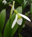 Galanthus platyphyllus