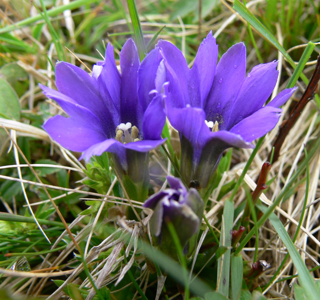 Изображение особи Gentiana laciniata.