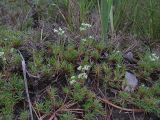 Scleranthus perennis. Цветущие растения. Курская обл., Железногорский р-н, с. Жидеевка, ур. Жидеевская дача. 9 июля 2008 г.