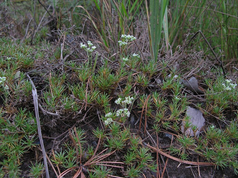 Изображение особи Scleranthus perennis.