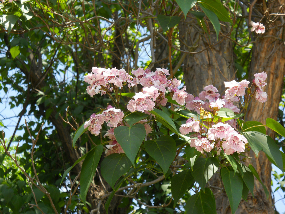 Изображение особи Catalpa fargesii f. duclouxii.