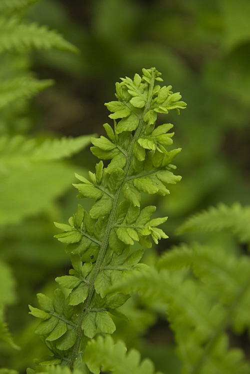 Изображение особи Matteuccia struthiopteris.