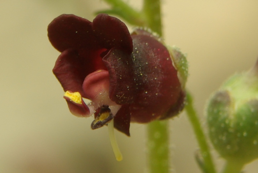 Изображение особи Scrophularia exilis.