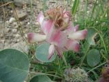 Hedysarum gypsaceum