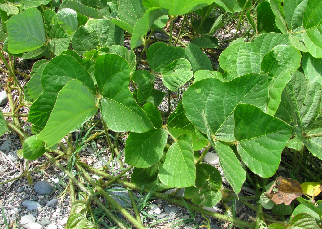 Image of Pueraria lobata specimen.