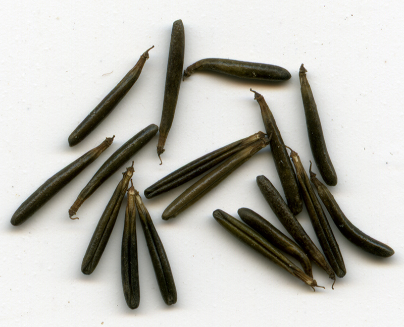 Image of Anthriscus sylvestris specimen.