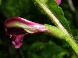 Pedicularis resupinata