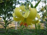 Lilium monadelphum