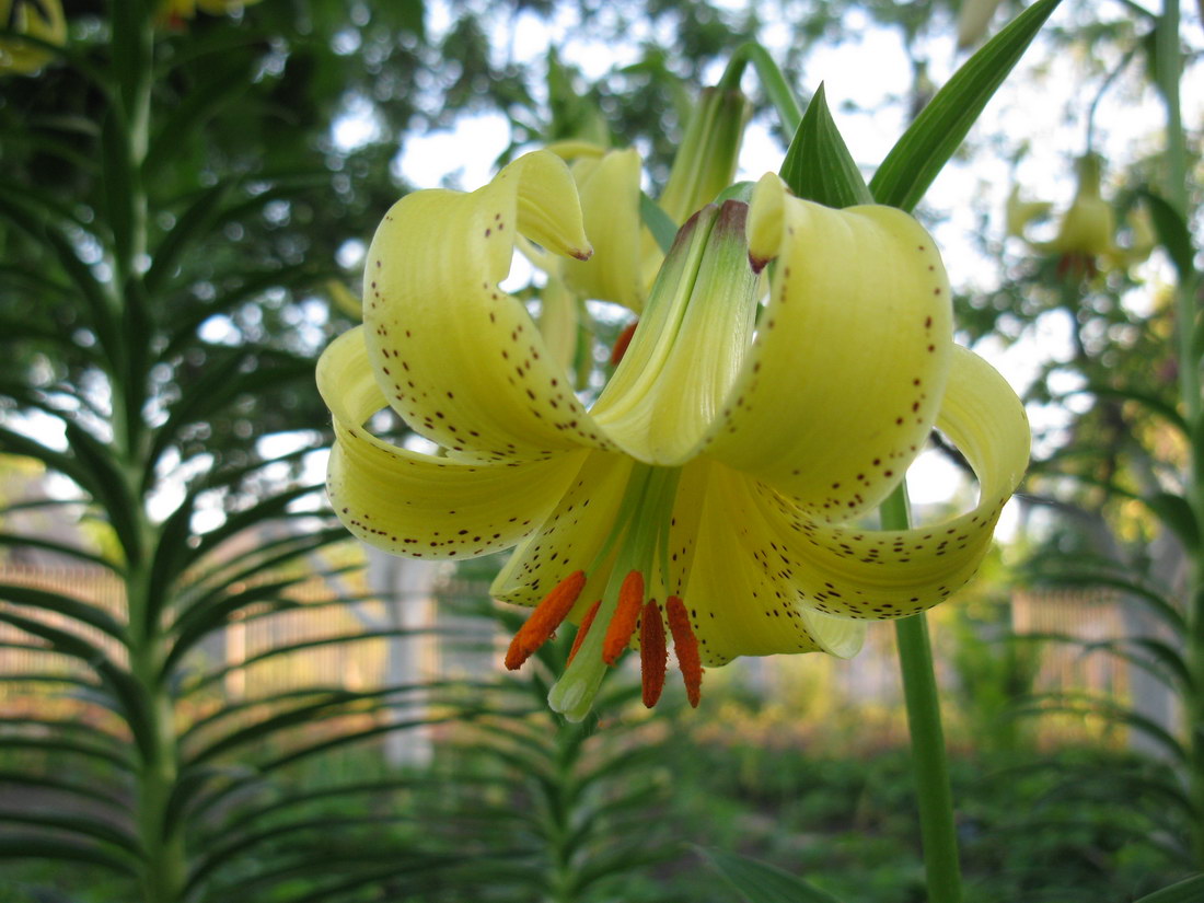 Image of Lilium monadelphum specimen.