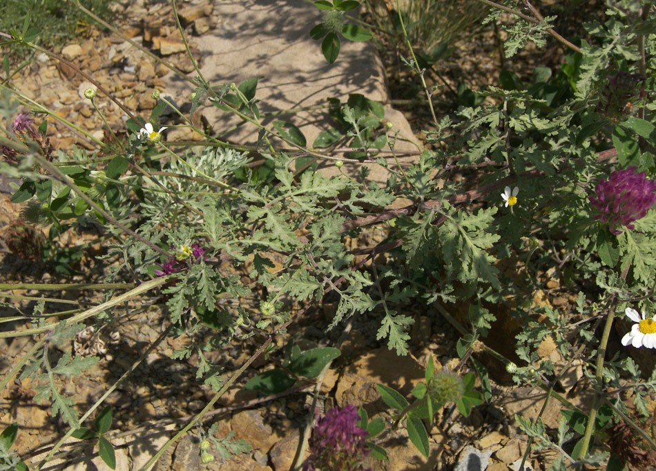 Image of Pyrethrum glanduliferum specimen.
