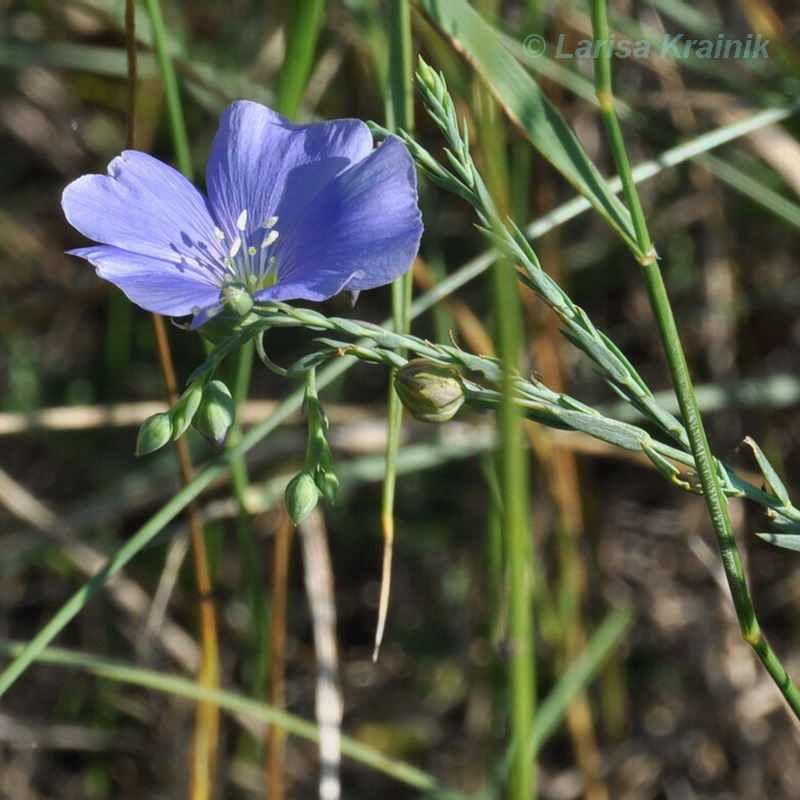 Изображение особи Linum squamulosum.