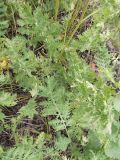 Artemisia tanacetifolia