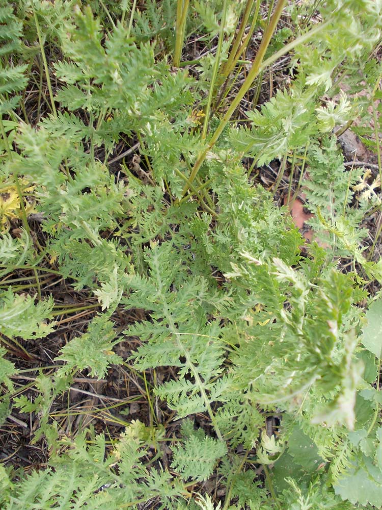 Изображение особи Artemisia tanacetifolia.