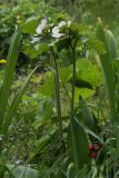 Sinopodophyllum hexandrum
