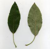 Populus laurifolia. Листья (вид сверху и снизу). Курская обл., г. Железногорск. 28 июля 2007 г.