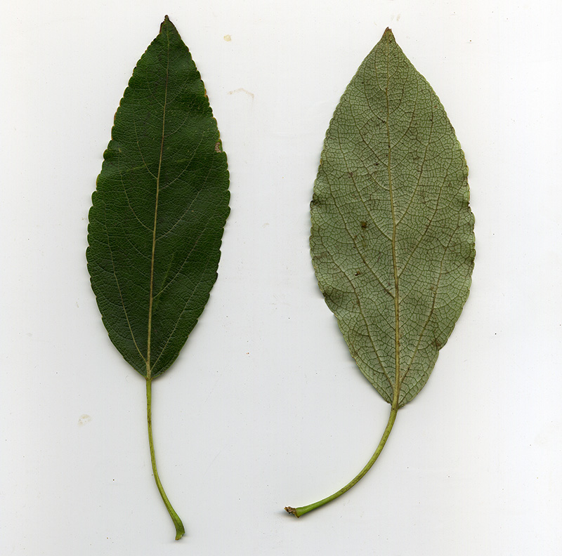 Image of Populus laurifolia specimen.