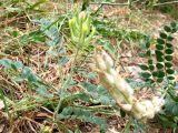 Astragalus rumpens