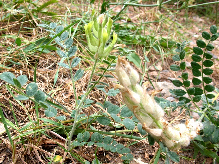 Image of Astragalus rumpens specimen.