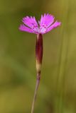 Dianthus deltoides. Цветок. Карельский перешеек, окр. Сертолово, на просеке газопровода. 28.07.2009.