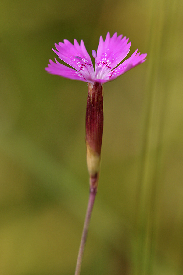 Image of Dianthus deltoides specimen.
