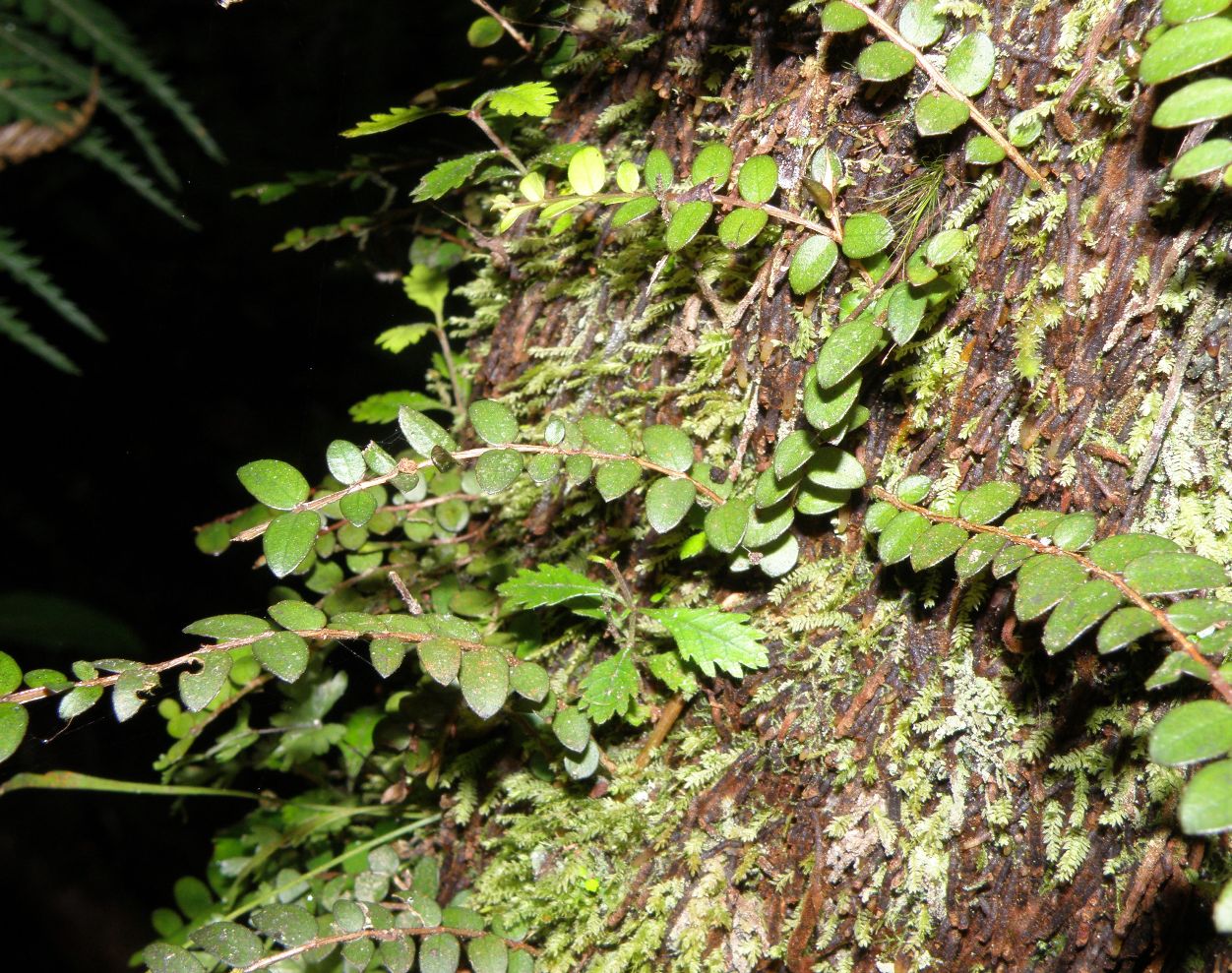 Image of Metrosideros diffusa specimen.