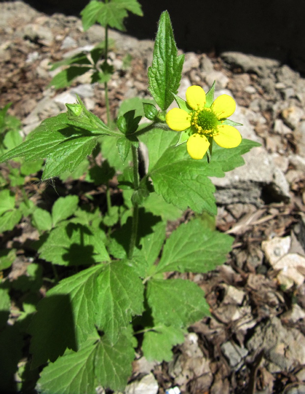 Изображение особи Geum urbanum.