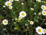 genus Anthemis