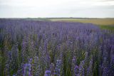 Echium vulgare