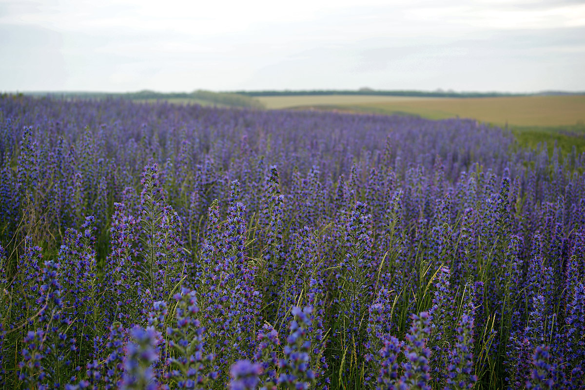 Изображение особи Echium vulgare.