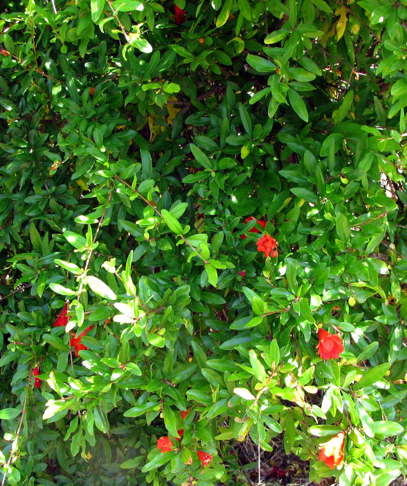 Image of Punica granatum specimen.