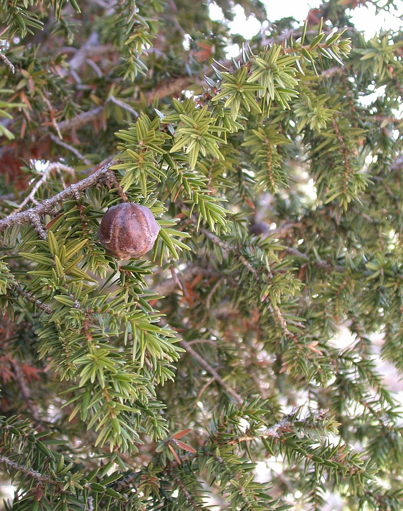 Image of Juniperus drupacea specimen.