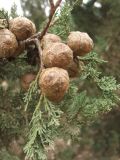 Cupressus sempervirens. Ветвь с шишками. Израиль, Северный Негев, лес Лаав. Январь 2007 г.