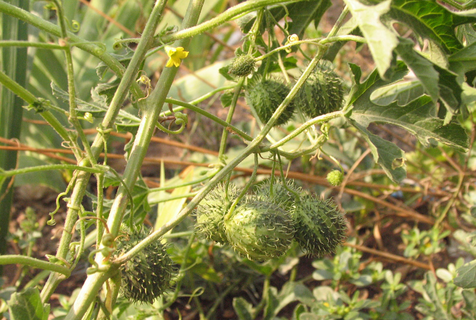 Image of Cucumis myriocarpus specimen.