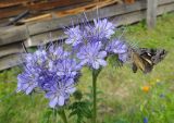 Phacelia tanacetifolia