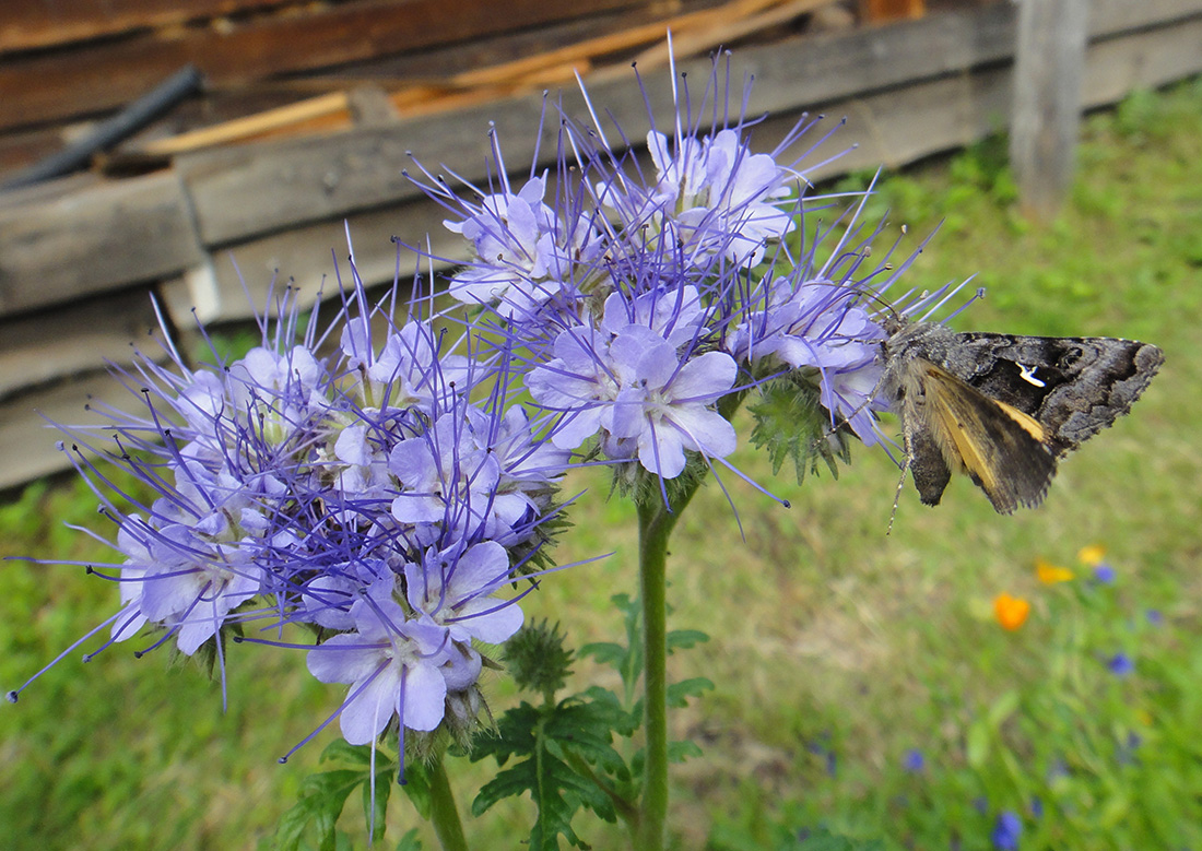 Image of Phacelia tanacetifolia specimen.