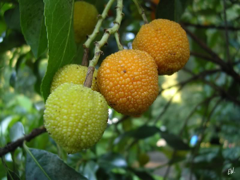 Image of Arbutus unedo specimen.