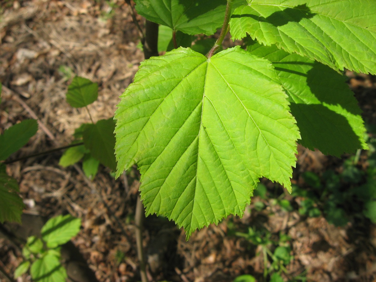 Image of Acer tataricum specimen.