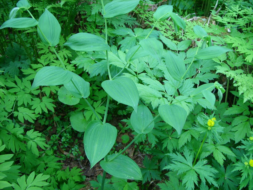 Изображение особи Streptopus amplexifolius.