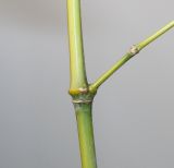 Phyllostachys viridis. Часть двухлетней веточки с однолетним побегом. Германия, г. Кемпен, у велосипедной дорожки. 28.03.2013.