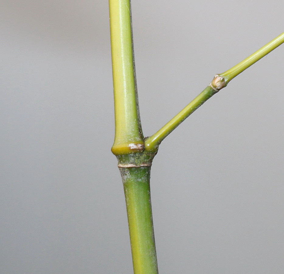 Изображение особи Phyllostachys viridis.