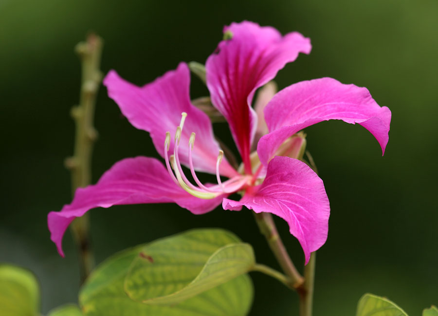 Изображение особи род Bauhinia.