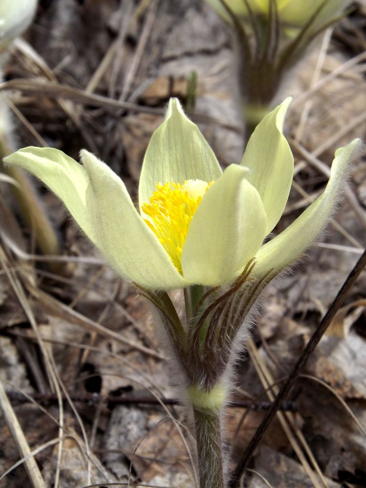 Изображение особи Pulsatilla orientali-sibirica.