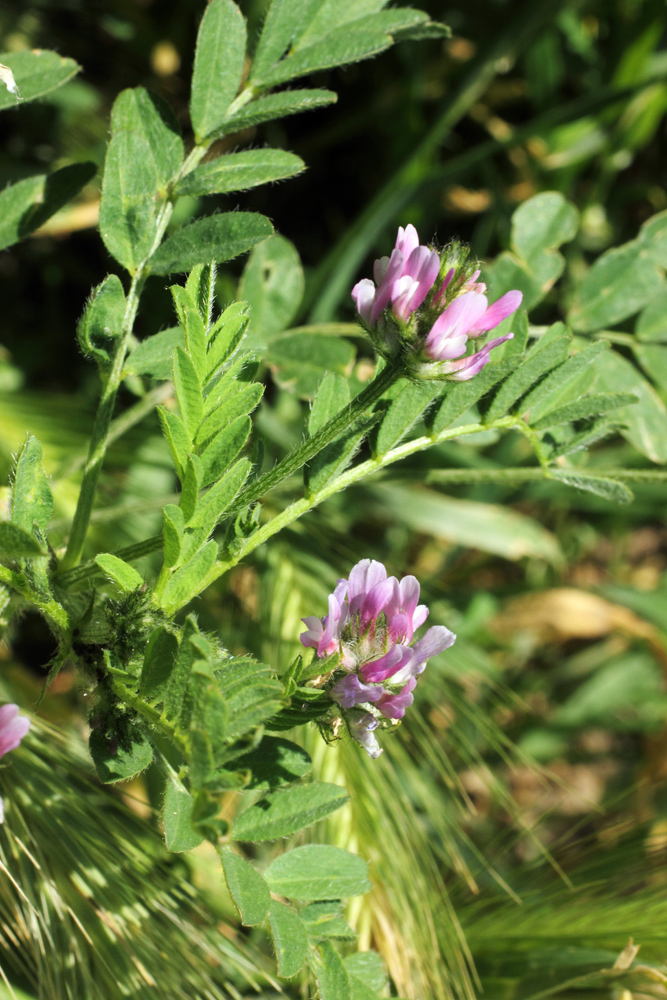 Image of Astragalus filicaulis specimen.