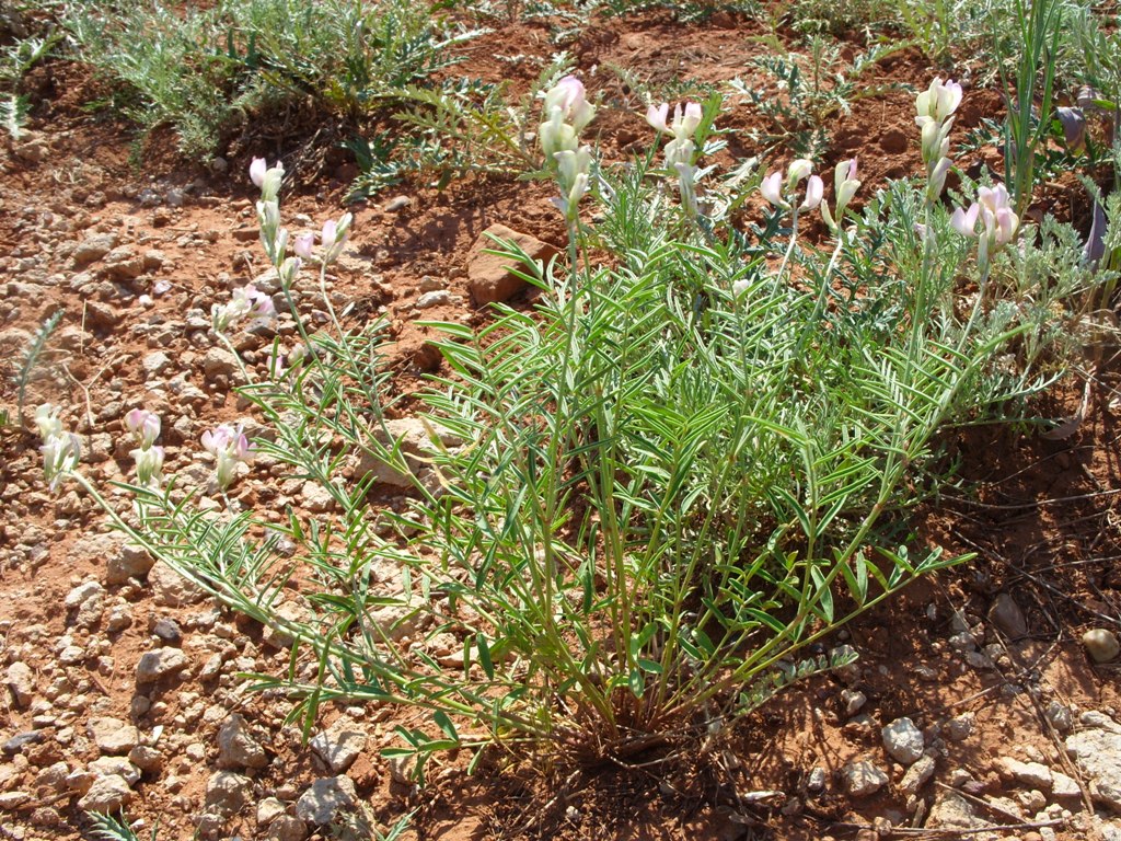 Image of Hedysarum razoumowianum specimen.