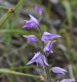 Image of taxon representative. Author is Роланд Цандекидис