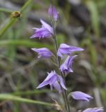 Cephalanthera rubra