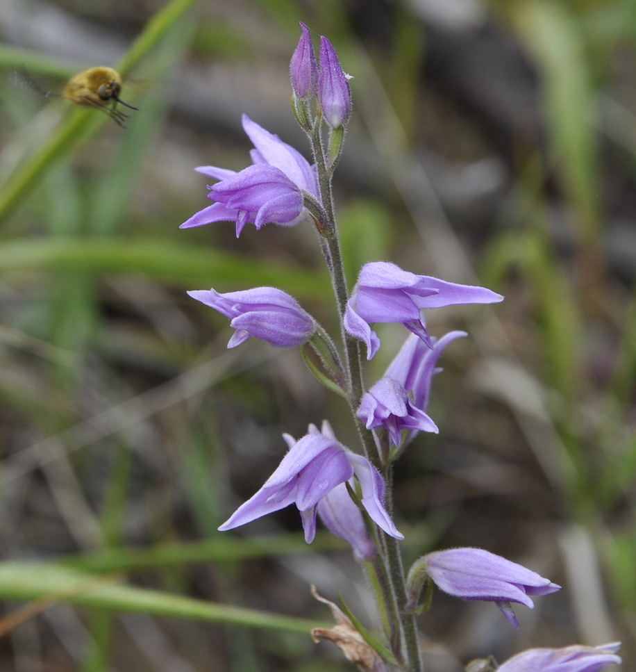 Image of Cephalanthera rubra specimen.
