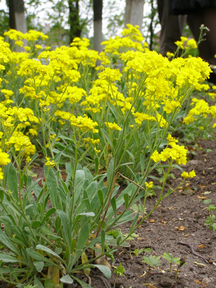 Изображение особи Aurinia saxatilis.